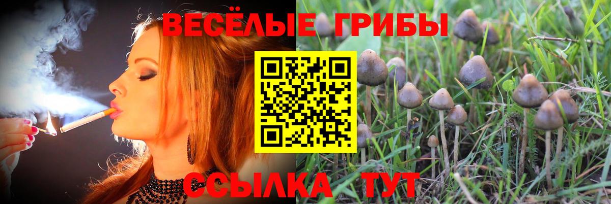 Галлюциногенные грибы Psilocybe Коломна
